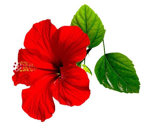 Paradise Mobile Massage 